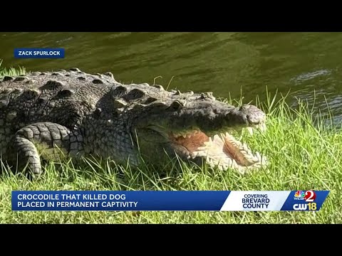 Dog found in crocodile's jaws in Brevard County neighborhood