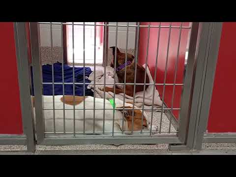 Lenora brown 2y A803800 Armour 2y A867603 kennel 4 pod 1 PACC shelter loved when Lenora came near567