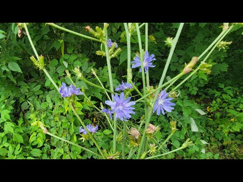 Chicory As A Coffee Substitute & More