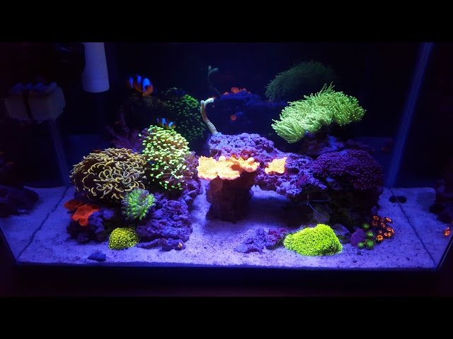 10 Gallon Saltwater Reef Tank