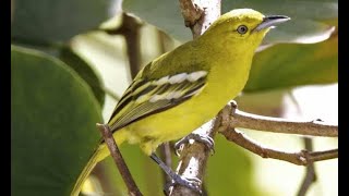 Download lagu Suara pikat sirtu betina pemanggil sirtu jantan mp3