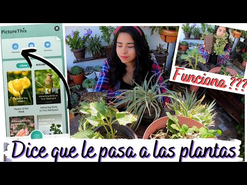 , title : 'App Que Me Dice Que Le Pasa A Mis Plantas // QUE ENFERMEDAD TIENEN Y COMO CURARLAS'