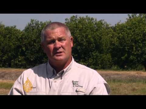 Citrus disease threatens Florida's orange groves