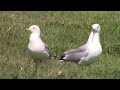 Birds Of Newfoundland Ring Billed Gull Larus Delawarensis