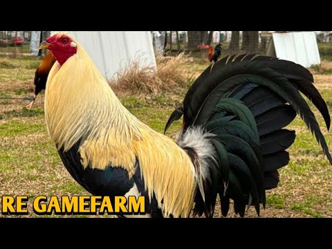 Grey Yellow Leg Hatch Albany - RE FARM