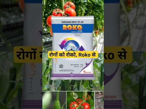 roko fungicide | thiophanate methyl 70 wp| #drpunitshishodia #fungicide #indian_farmer