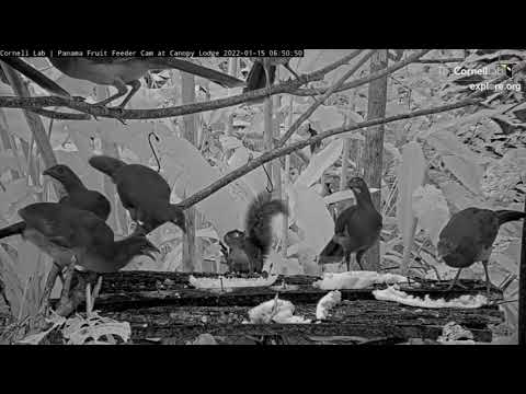 2022 01 18" Ninja Squirrel" :) Panama Fruit Feeder Cam