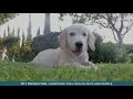 New Landing Page Video - Pet Protector