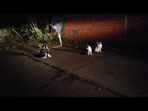 Mother Cat Teaches Her Kittens how to Hunt