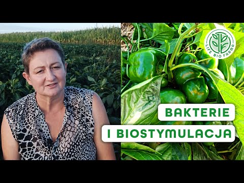 Biostymulacja i bakterie - zadbaj o jakość plonu z LIFE BIO FARMA