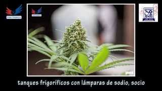 Positronics Vibes: 3 One Love Haze LETRA (subtitulado) Niggaswing, Little Pepe y Gordo Master