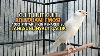 Download lagu kenari gacor panjang Cuit Cuit EMOSI, Pancingan Kenari Paud Belajar Bunyi, terapi AMPUH Kenari MACET mp3 Download lagu kenari gacor panjang Cuit Cuit EMOSI, Pancingan Kenari Paud Belajar Bunyi, terapi AMPUH Kenari MACET mp3