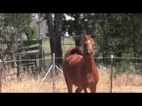 Bravo II - 15.2 Hand 2-year-old Arabian Gelding