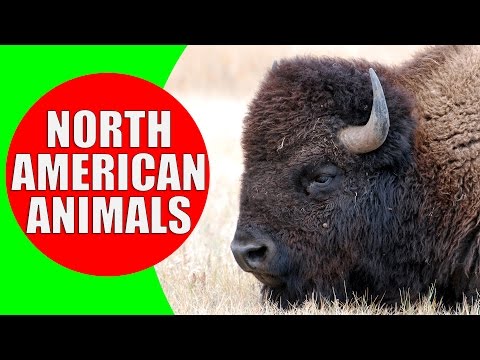 North American Animal for Kids - Animal Sounds from the Wildlife of North America