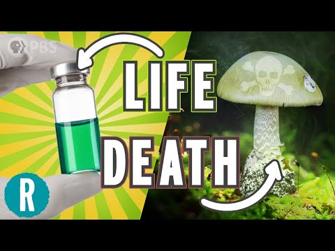 The World’s Deadliest Mushroom May Finally Have an Antidote