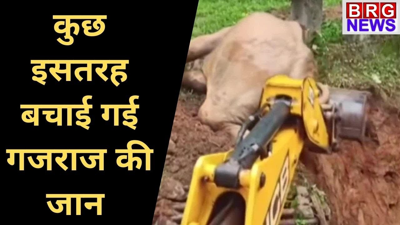 Elephant stuck in muddy ditch rescued in Coorg; Viral Video