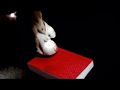 Cult Lps Series Teaser
