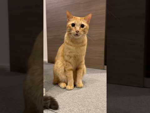 「にゃ〜」と鳴いてほしいのでお願いしてみました。笑　　#猫 #cat  #shorts