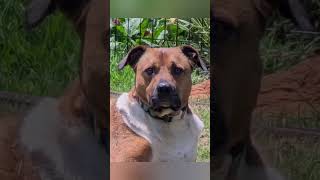 Video preview image #1 Black Mouth Cur-Boxer Mix Puppy For Sale in Greenville, SC, USA