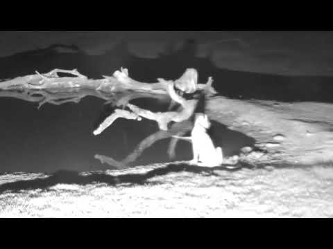 Djuma: Leopard runs by, then pride of lions come to drink(Nkuhumas)- 03:48 - 01/02/19