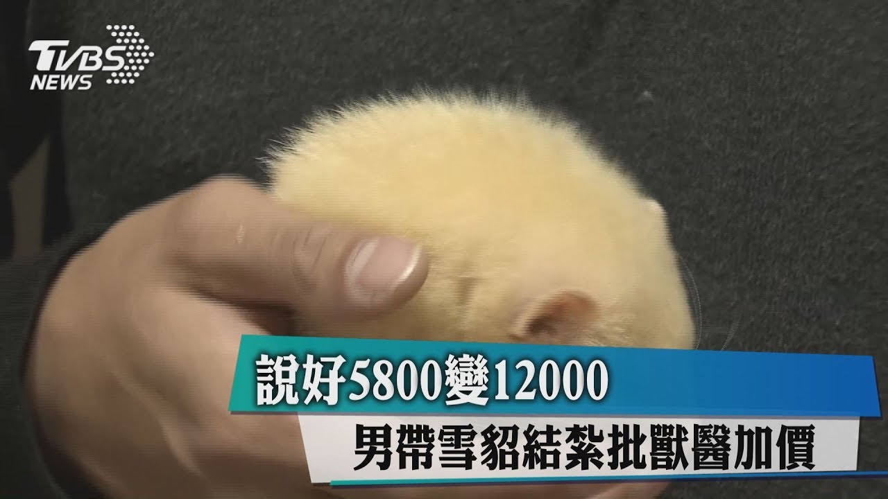 說好5800變1萬2　男帶雪貂結紮批獸醫加價