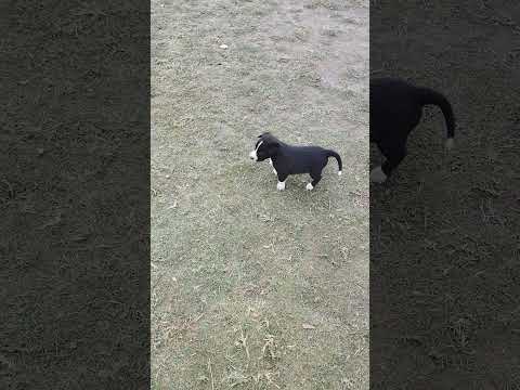 𝙋𝙪𝙥𝙥𝙮 𝙨𝙤𝙪𝙣𝙙#youtubeshorts