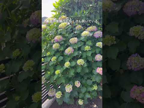 2024年にアジサイを庭に植える時期はいつですか？適切なジェスチャー + メンテナンスのヒント  庭園