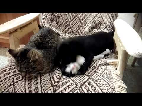 2018-12-01 Janis terorizuje Damiana