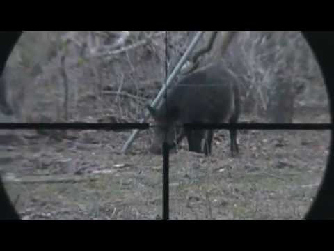 22hornet scopecam kill