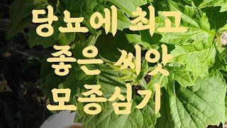 여주씨앗& 모종 심는방법