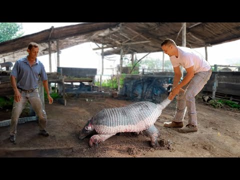 O MAIOR TATU DO MUNDO É ENCONTRADO NO BRASIL