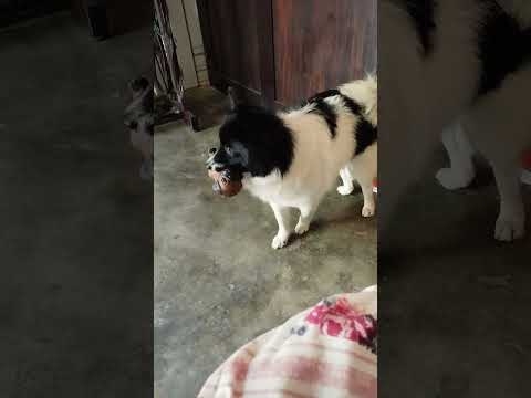 dog dimpy #funny #trending 🔥🔥