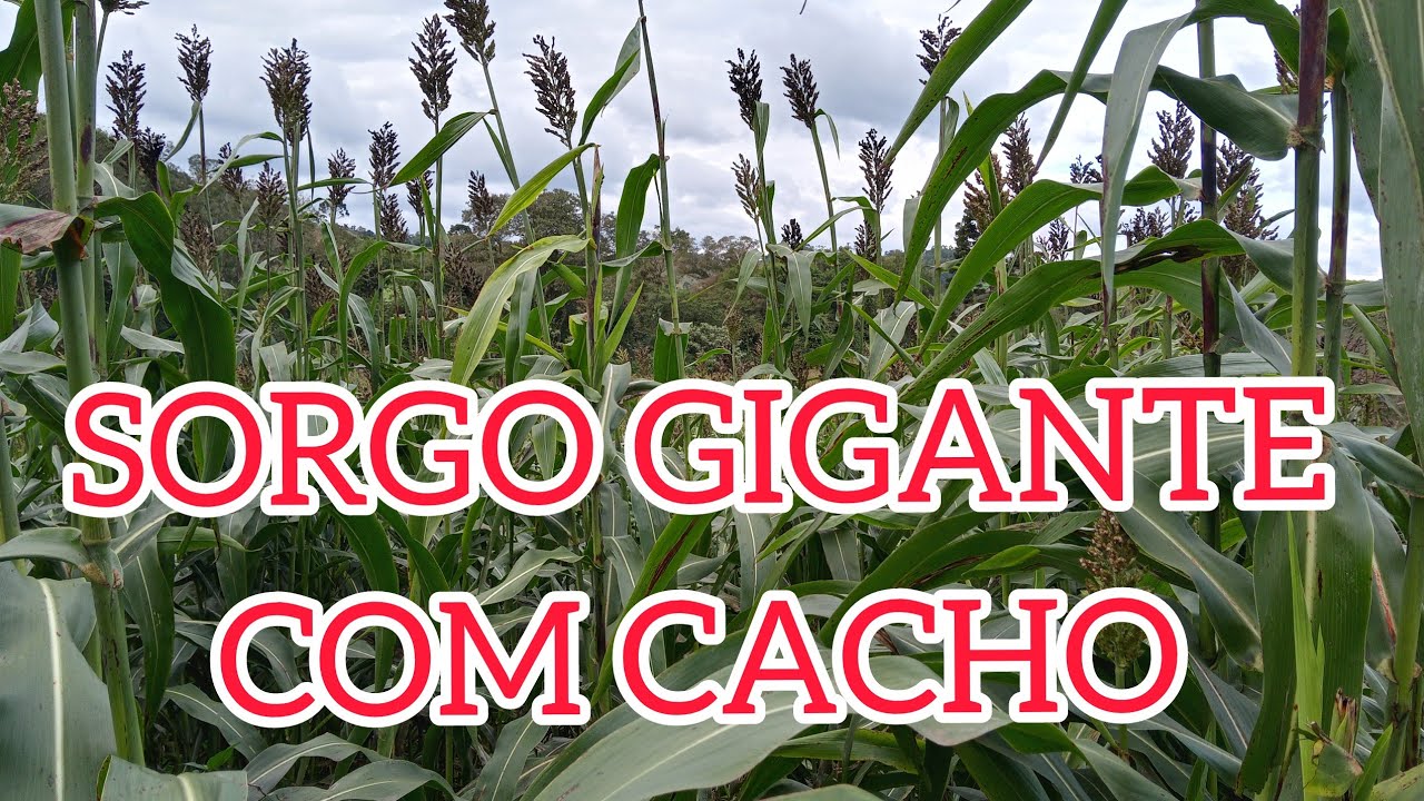 SORGO GIGANTE COM CACHO