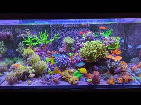 Red Sea Reefer 425XL G2
