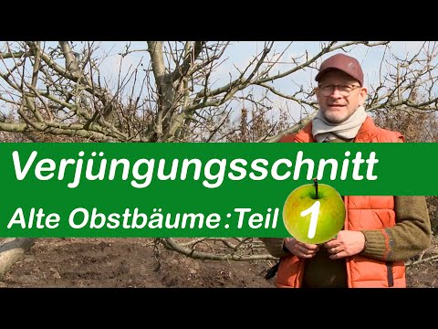 Rejuvenation pruning | Pruning old fruit trees | Part 1