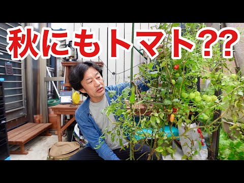 トマト-サポート-金属-トレリス-堅牢-耐性