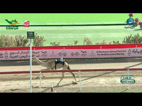 ملخص السباق  , مهرجان البشائر السنوي 2026/2/2 حقايق 