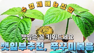 깻잎부추전에 쭈꾸미볶음은 천생연분/ 깻잎 첫수확-내인생최고의 깻잎향