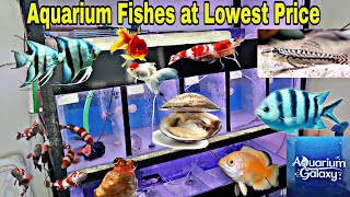 Good Quality Aquarium Fish at Budget-Friendly Prices