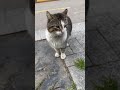 A cat being confused and walking away.