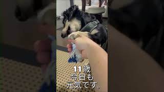 #dog #犬 #miniaturedachshund #ミニチュアダックスフンド #犬のいる暮らし #犬のいる生活 #犬動画