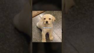 Esse cão era muito inteligente #filme #melhorfilme #shorts