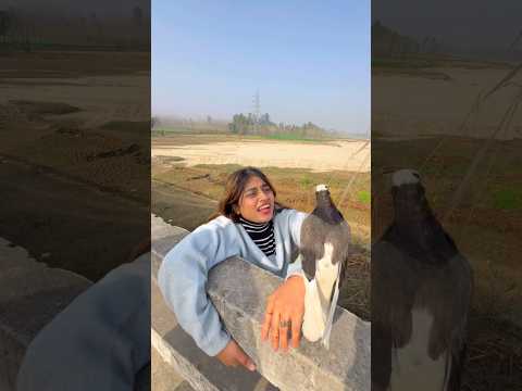 😲कबूतर ने लड़की को बचा लिया😭#kabutar #dosti #video 😍#kabutar #training #video #kabutarbazi #video