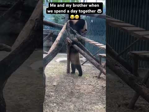 🐼😂😁#funny #animal #panda #pandapanda #viral #viralreels #viralvideos #viralshorts