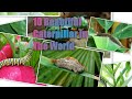 Top 10 Most Beautiful Caterpillar In The World