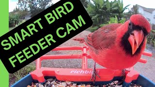 Caught on Camera! Secret Lives of My Backyard Birds
