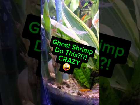 Fun Fact: Ghost Shrimp Do This!  #Shrimptank #aquarium #miniaquarium