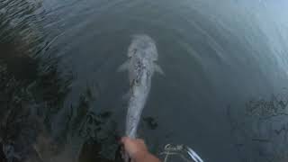 CATFISHING SANDUSKY, OHIO PART 2