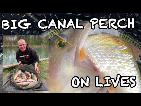 Big canal perch on lives - everything you need to know!