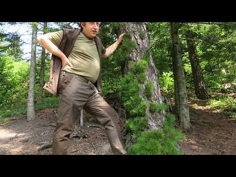 Botaniczne pamiątki dawnego leśnictwa w Bieszczadach